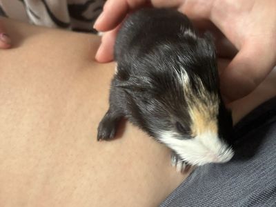Guinea pigs