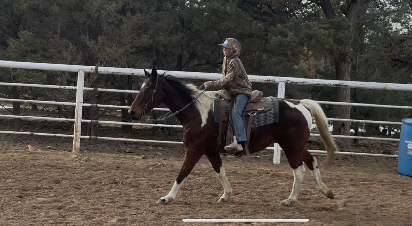 One Special Gelding!