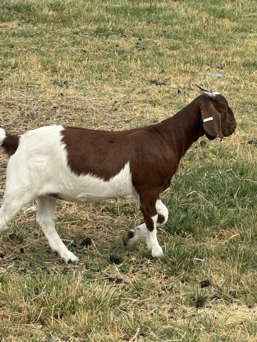 Doe (female) Boer Goat