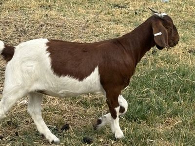 Doe (female) Boer Goat