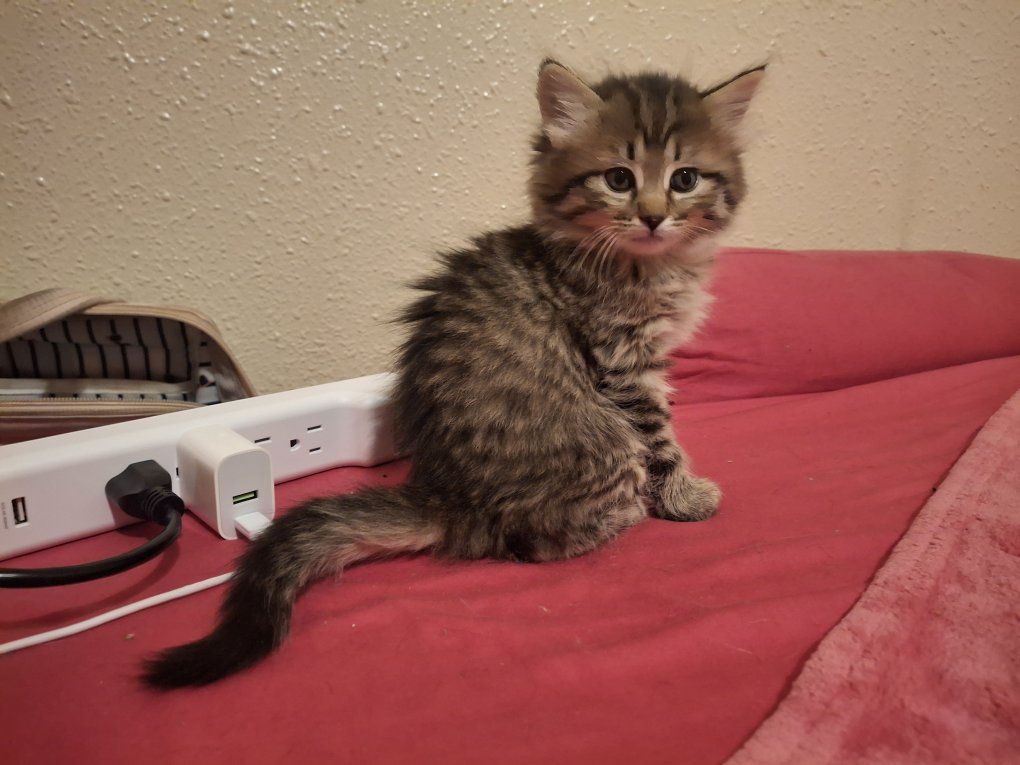 7 week old Fluffy Female Tabby Kitten