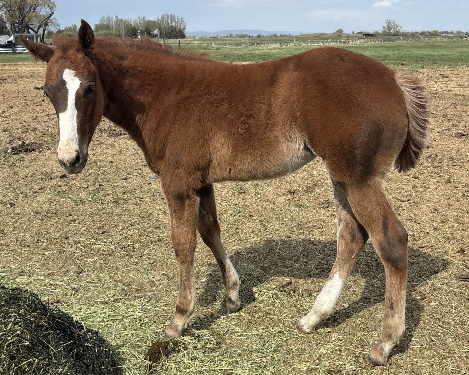 2026 Sorrel AQHA Registered Filly "Mesa"