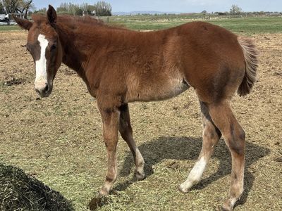 2026 Sorrel AQHA Registered Filly "Mesa"