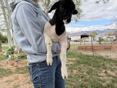 Dorper cross stud lamb