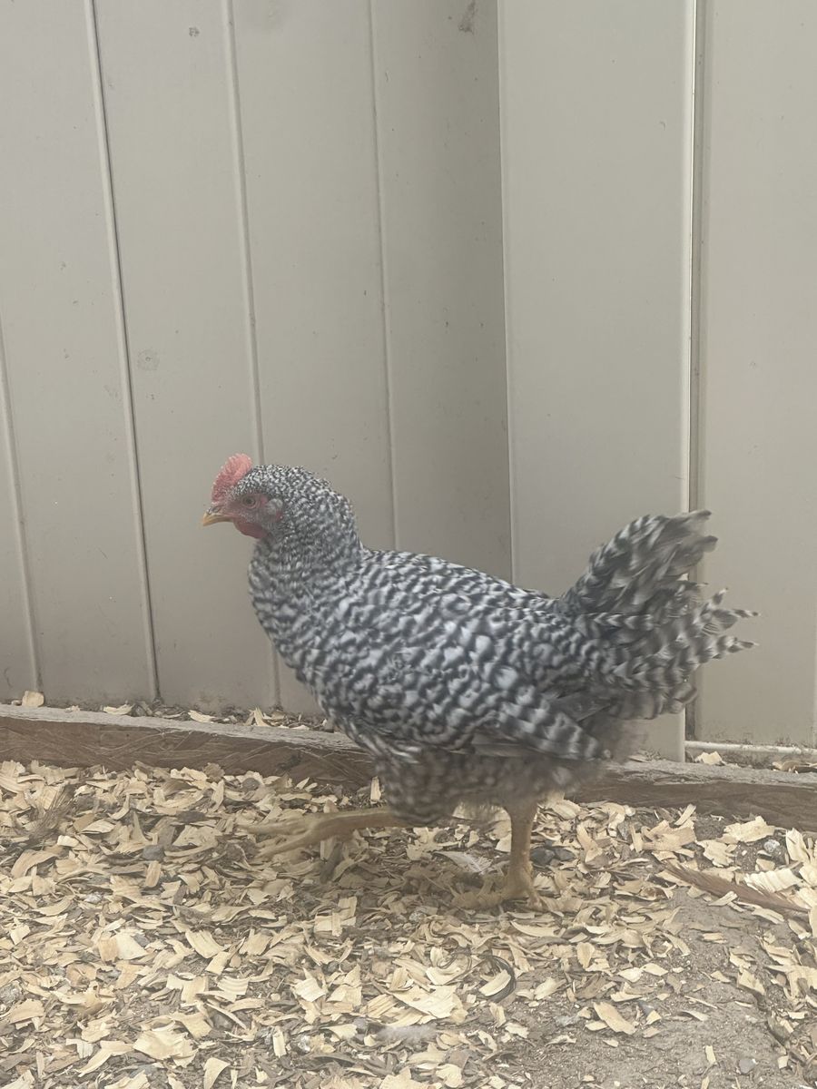 Roosters