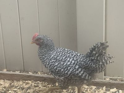 Roosters