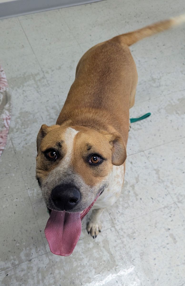 A162800 Nessie Available for Adoption!