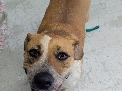 A162800 Nessie Available for Adoption!
