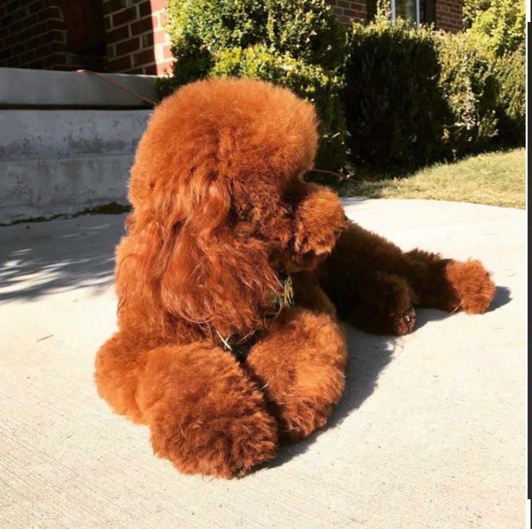 High Intensity Red Mini Poodle Stud | Makes Deep Red Puppies