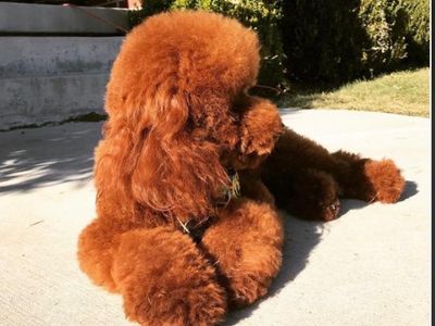 High Intensity Red Mini Poodle Stud | Makes Deep Red Puppies