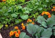 Blowout sale on all annual vegetables, herbs, and flowers at IFA in Draper