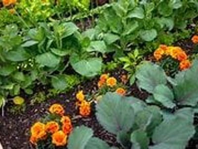 Blowout sale on all annual vegetables, herbs, and flowers at IFA in Draper