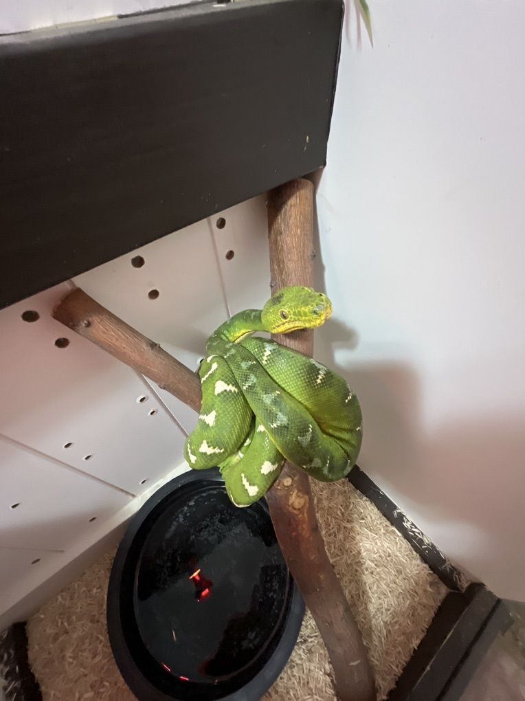 Adult Male northern emerald tree boa