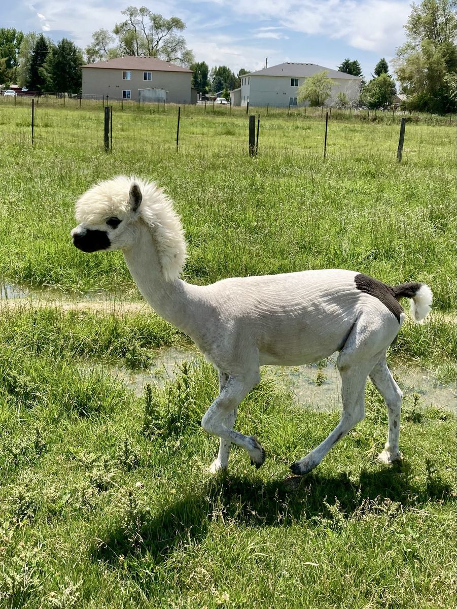 Alpaca and Llama Shearing