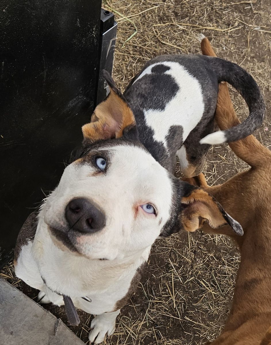 Pitbull Catahoula Husky
