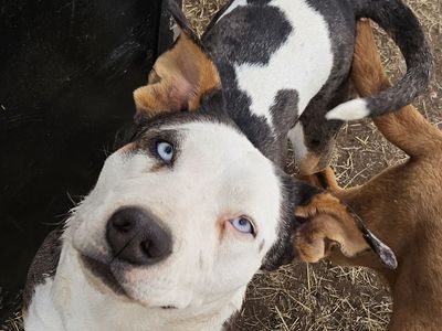 Pitbull Catahoula Husky