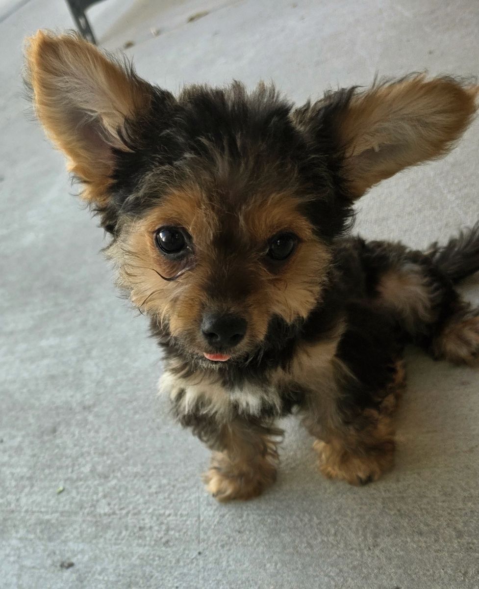 Yorkie-poo puppy