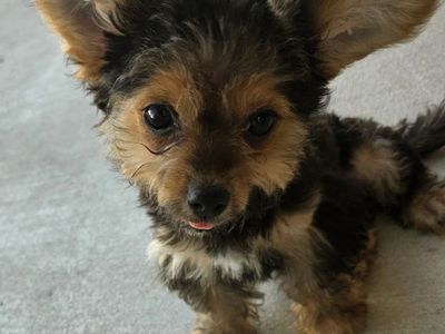 Yorkie-poo puppy