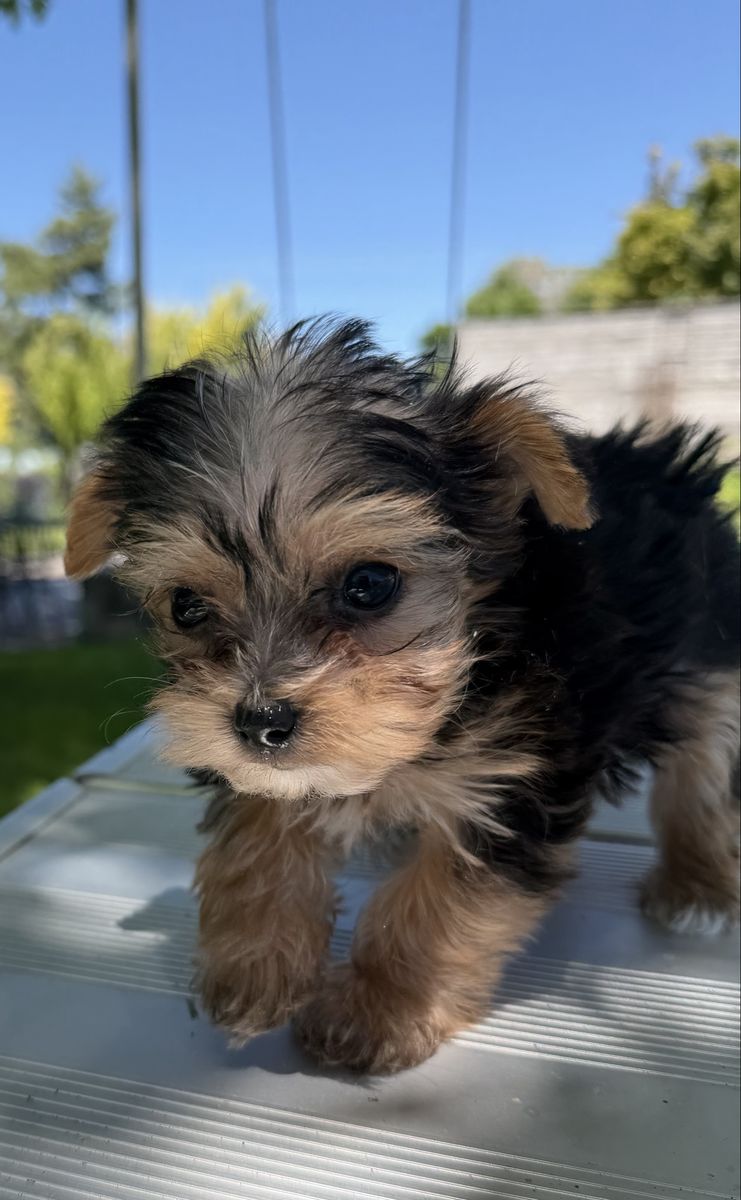 Cute little purebred Yorkie puppy Yorkies