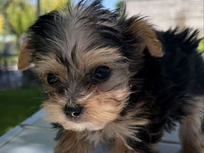 Cute little purebred Yorkie puppy Yorkies