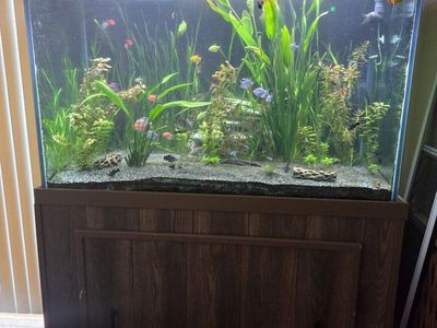150-Gallon fish tank