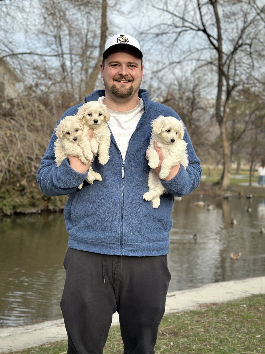 Tiny Toy Maltipoo Puppy 5-6lb Girl 8lb Boy