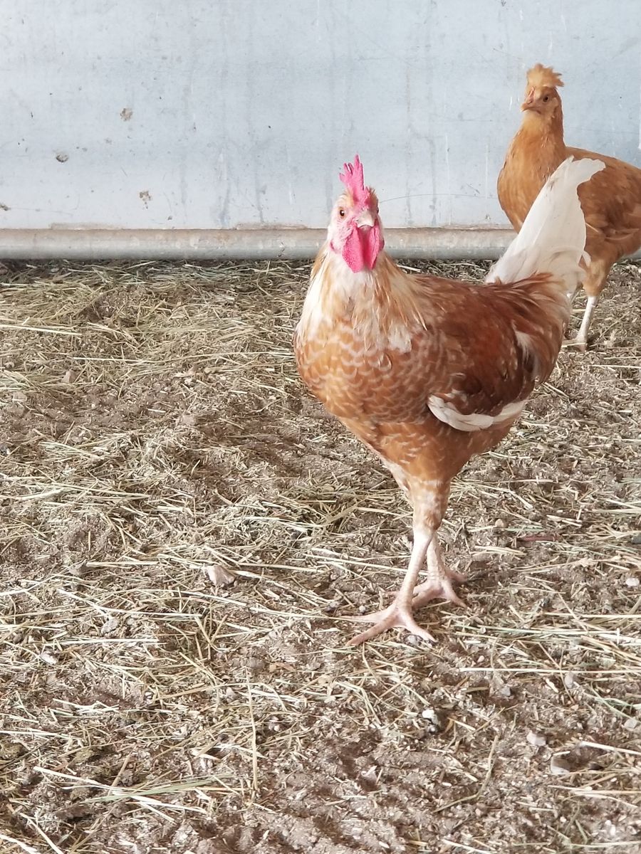 Young rooster, non-aggressive, free-ranged