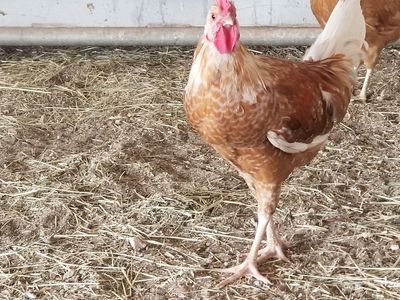 Young rooster, non-aggressive, free-ranged