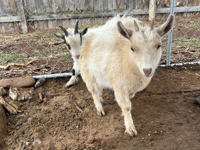 Cheap goats