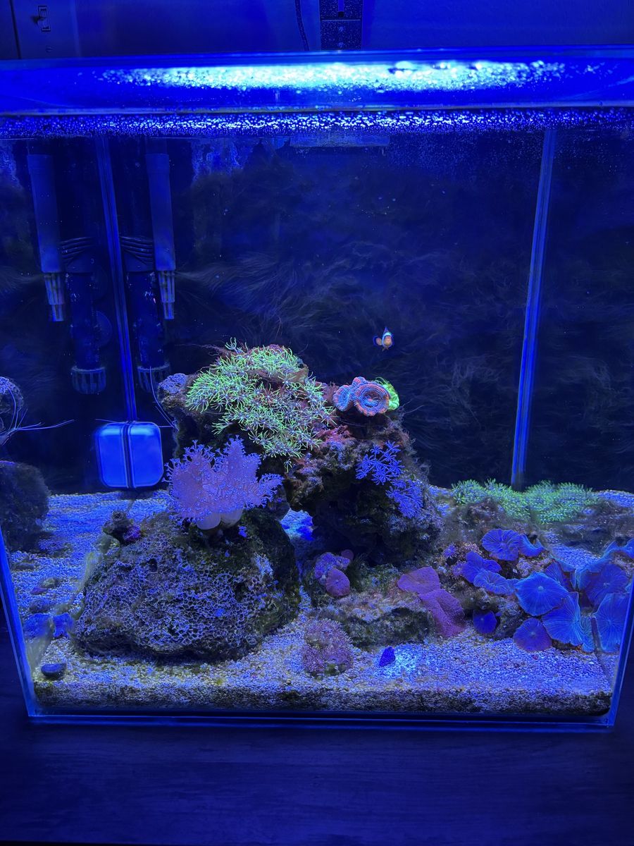 14g Saltwater Aquarium