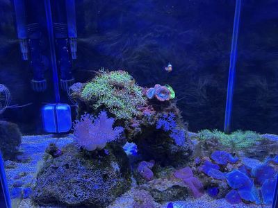 14g Saltwater Aquarium