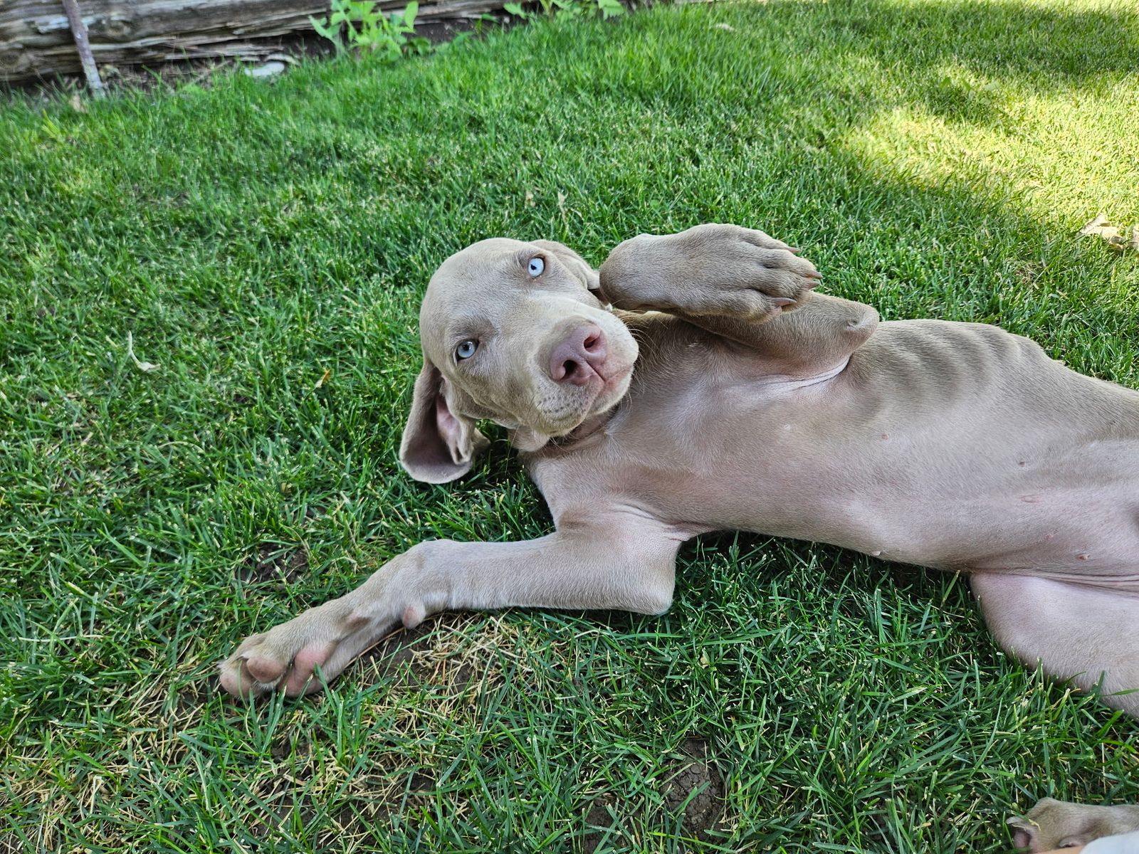 Weimaraner Puppies AKC
