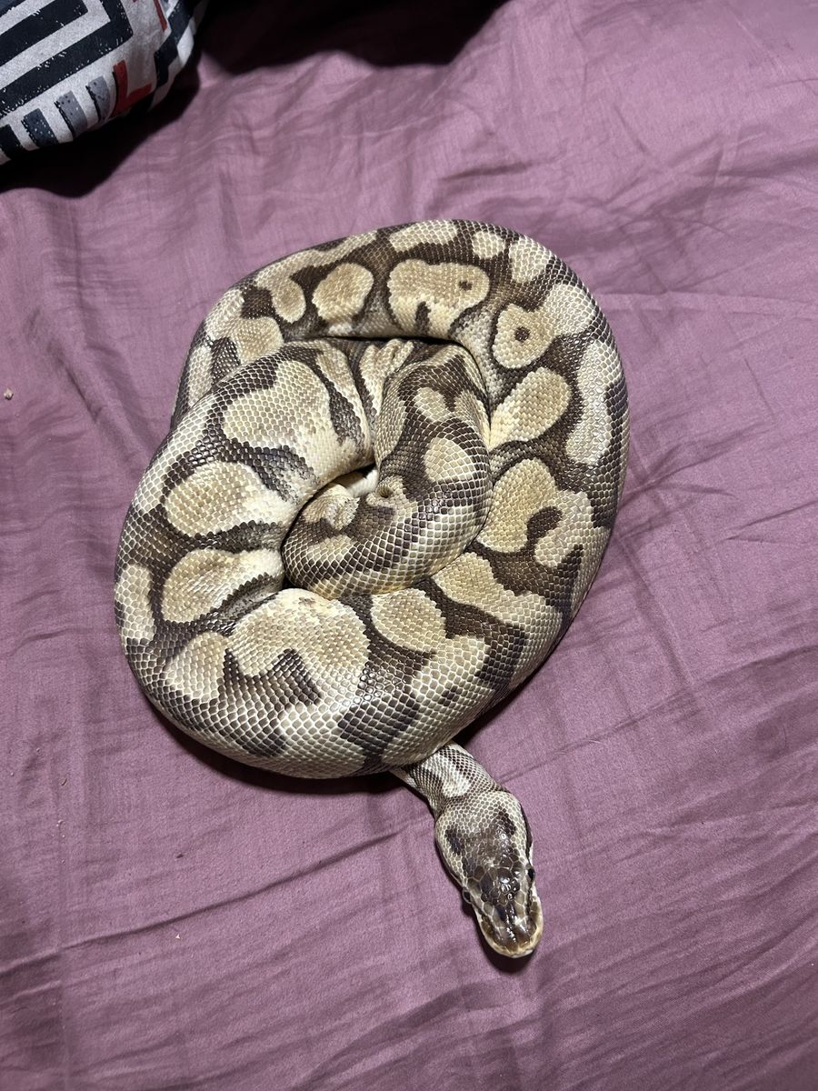 10-Year-Old Female Spider Banana Ball Python - Has Wobble, Requires Patient Feeding