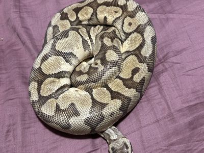 10-Year-Old Female Spider Banana Ball Python - Has Wobble, Requires Patient Feeding