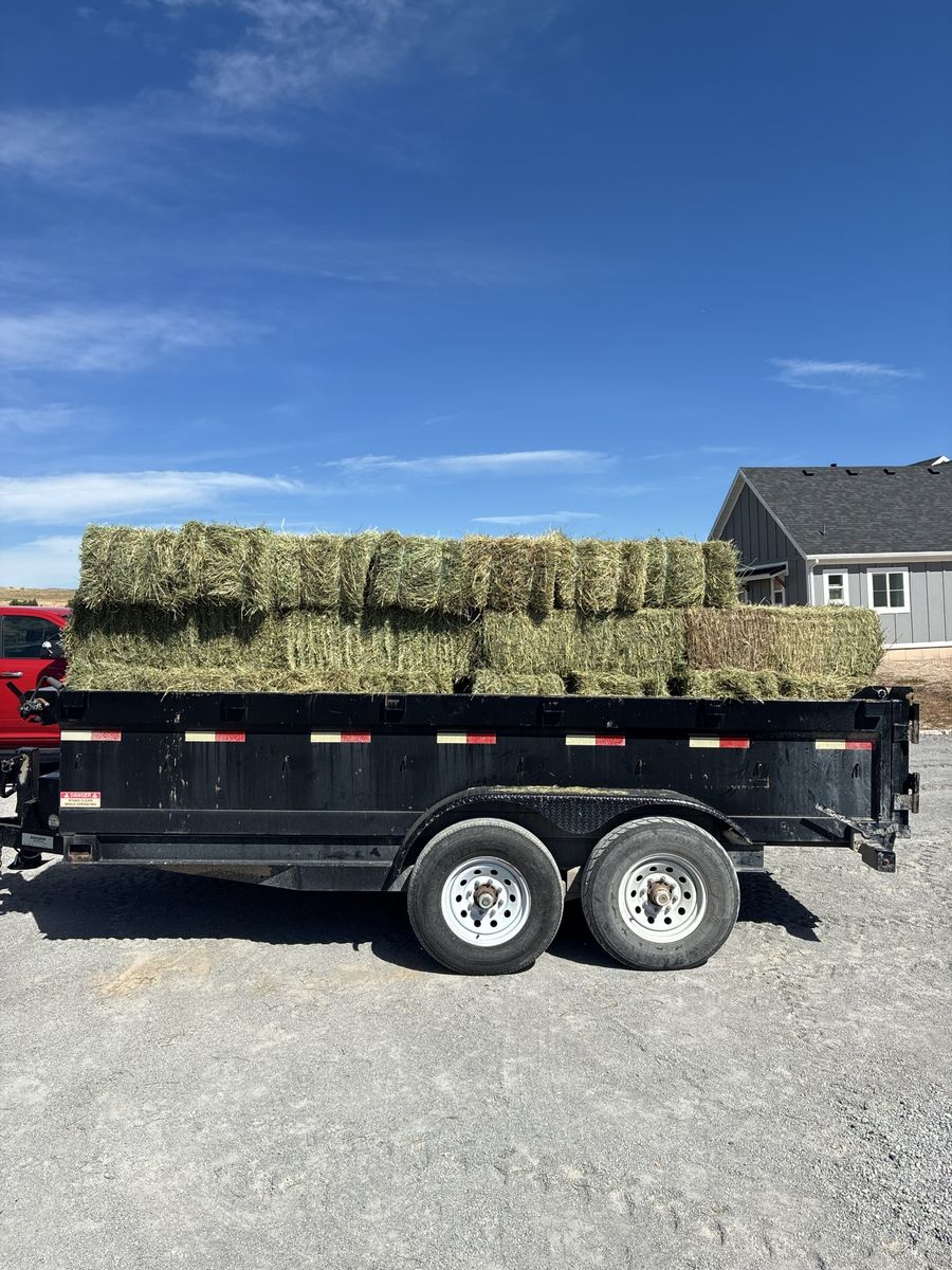 Alfalfa grass hay mix