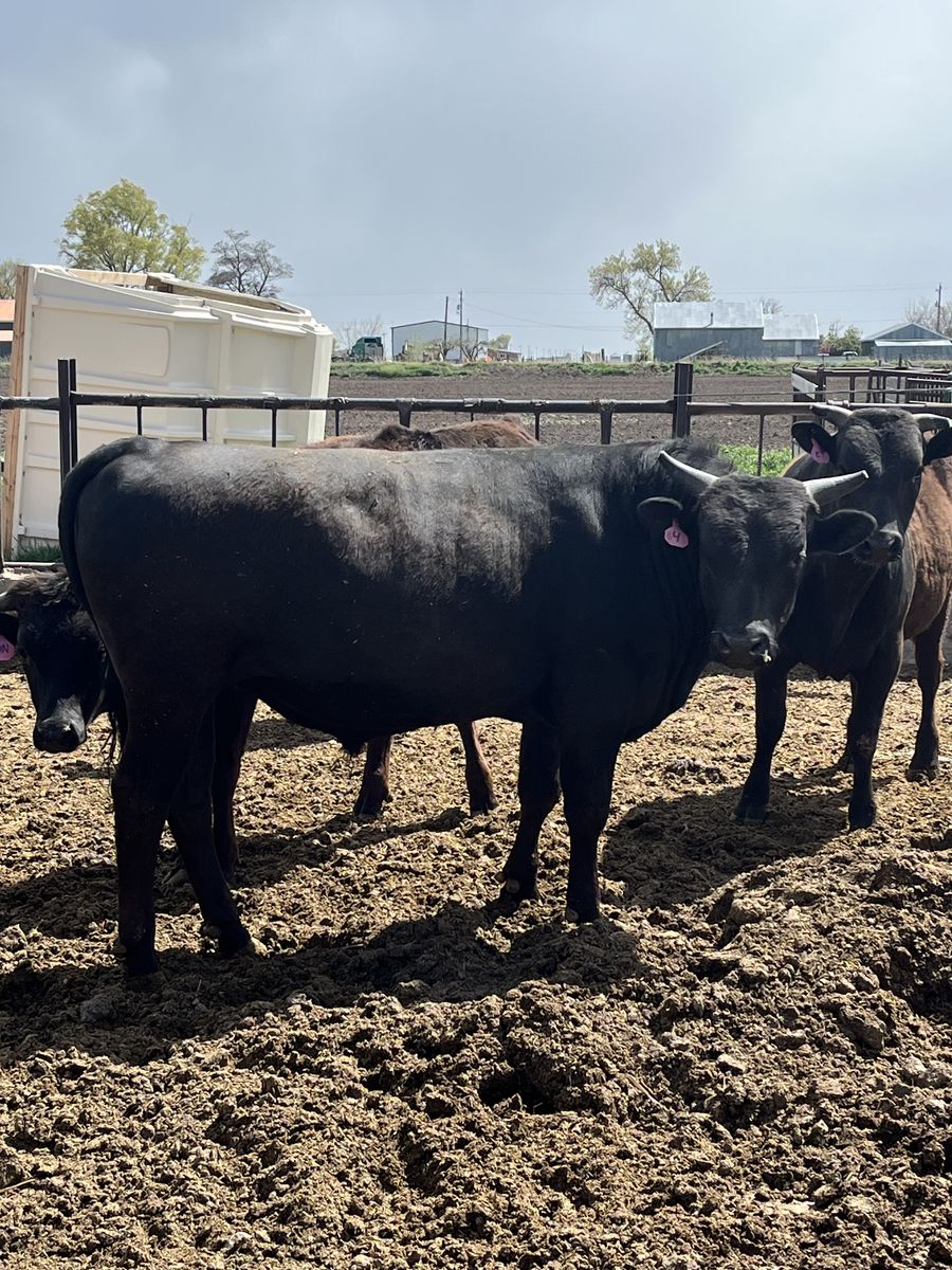 Registered Full Blood Wagyu Bulls (1 Left)