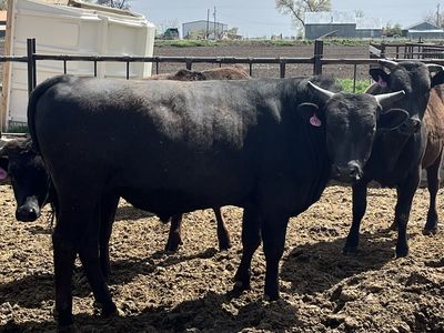 Registered Full Blood Wagyu Bulls (1 Left)