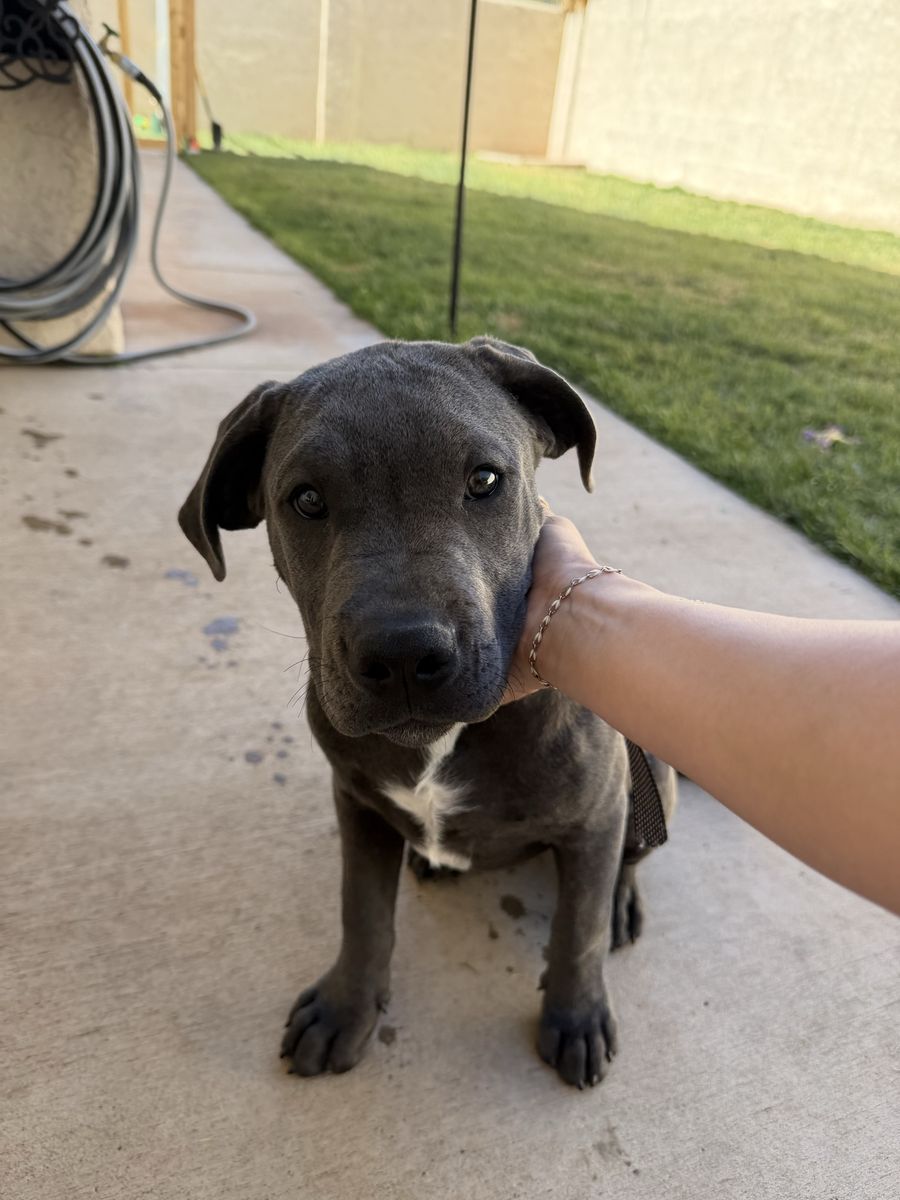 American bully / Lab Mix