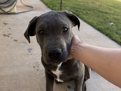 American bully / Lab Mix