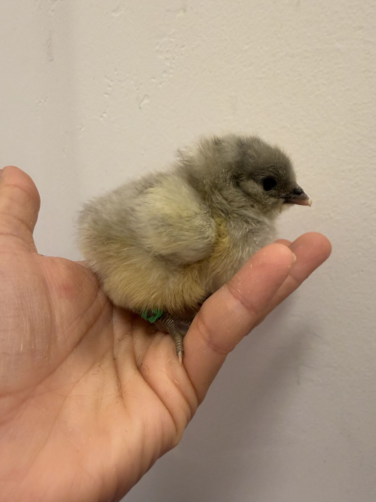 Olive eggers chicks