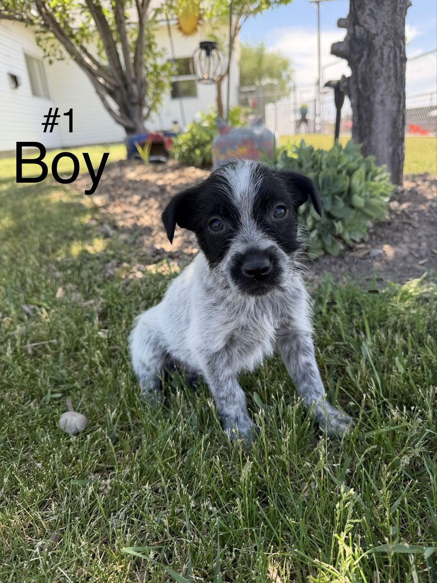 Bearded Collie / Idaho Shag Puppies