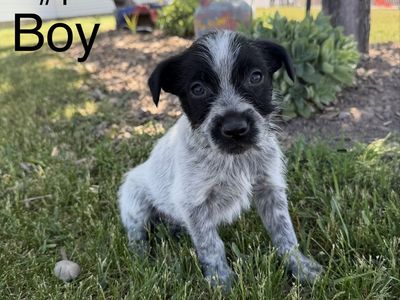 Bearded Collie / Idaho Shag Puppies