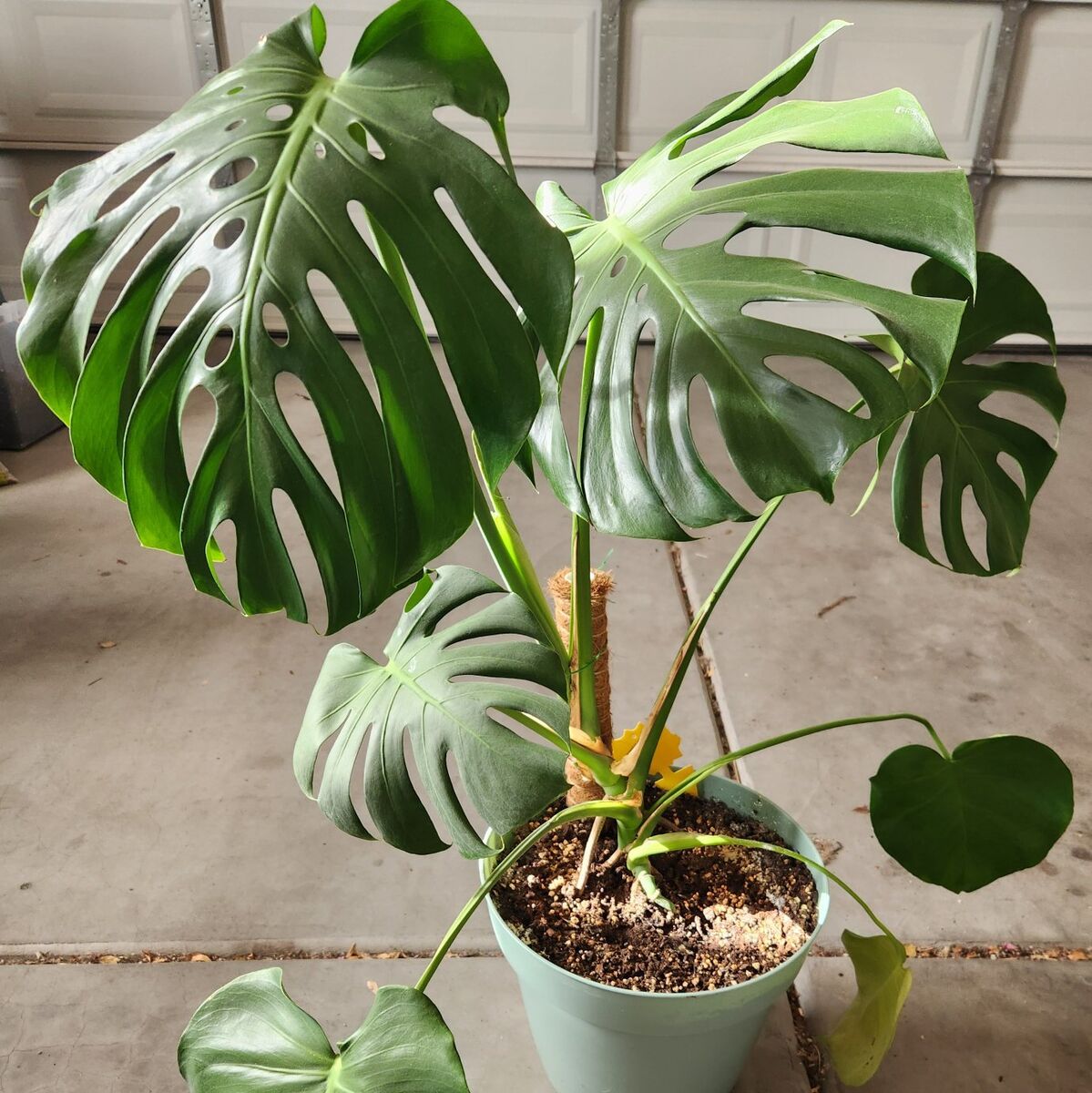 Monstera