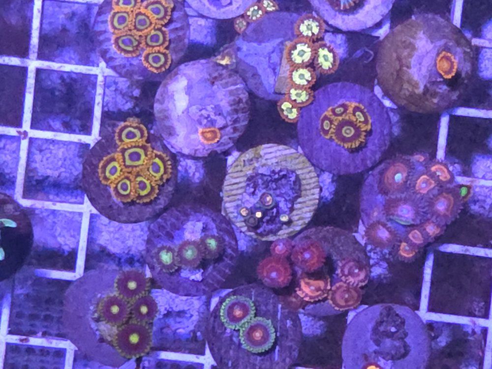 Zoas