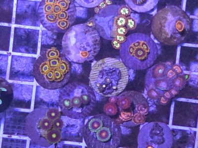 Zoas