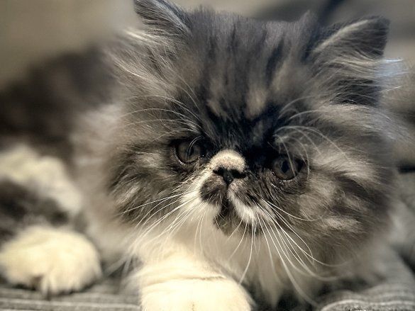 Persian Kitten