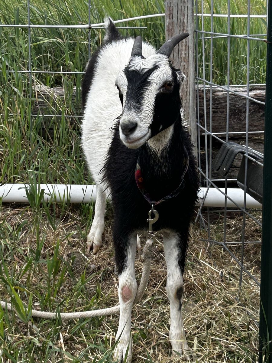 Friendly Lamancha Doe