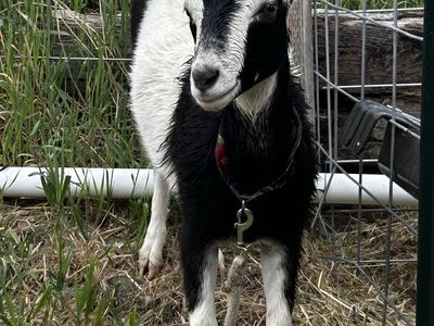Friendly Lamancha Doe