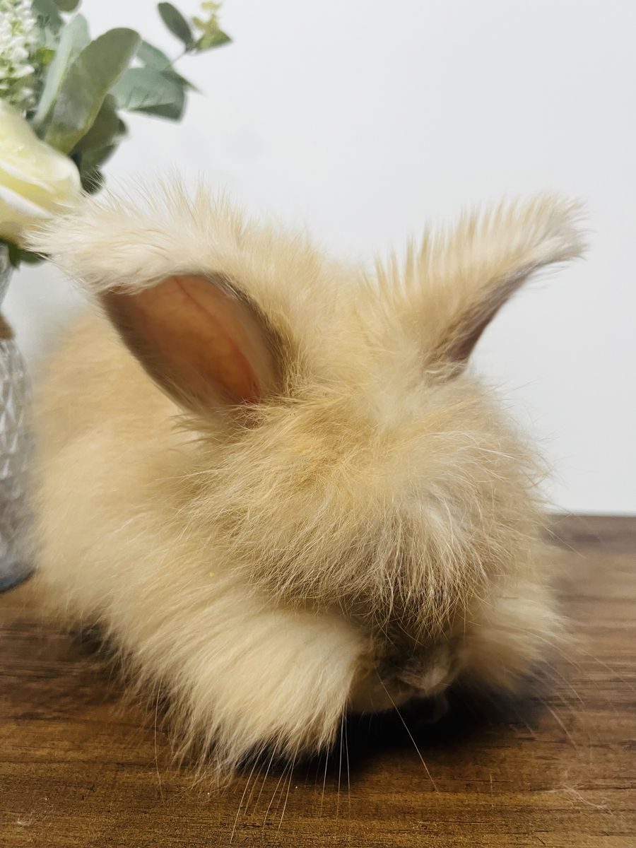 Beautiful harlequinized fawn English angora female 9 weeks
