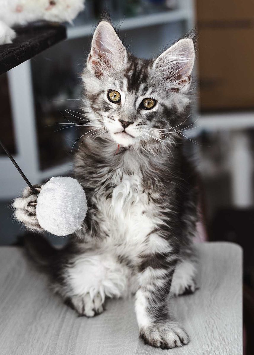European Maine Coon Kittens TICA Registered